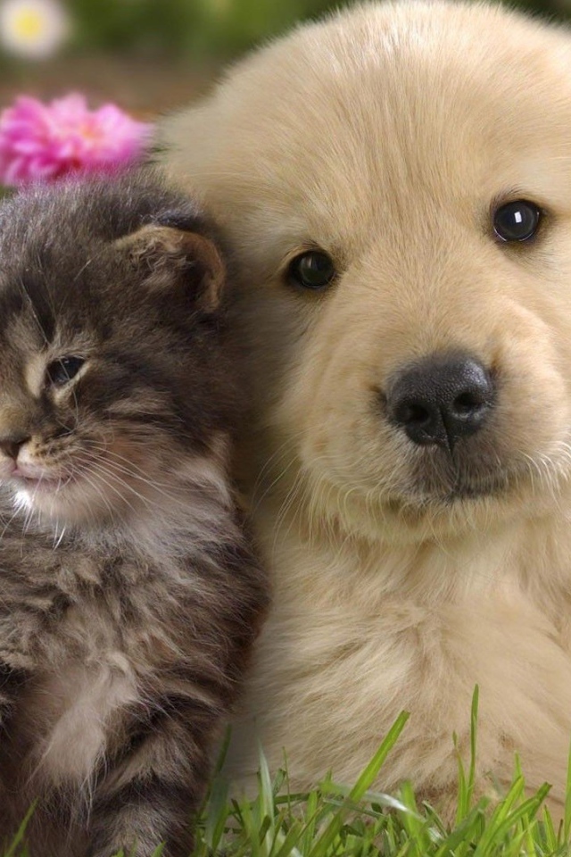 Щенок ретривера с котенком