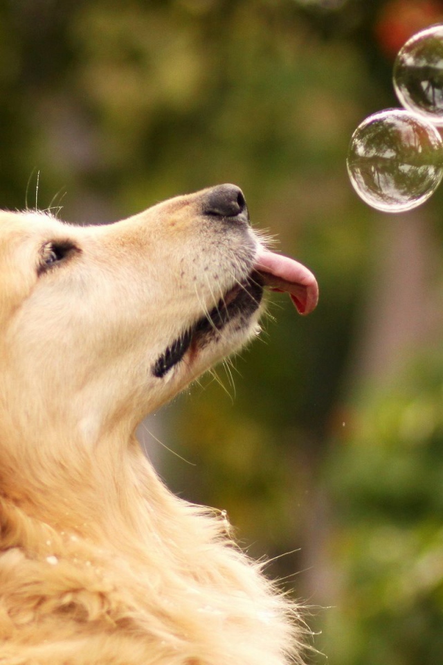 Ретривер с мыльными пузырями