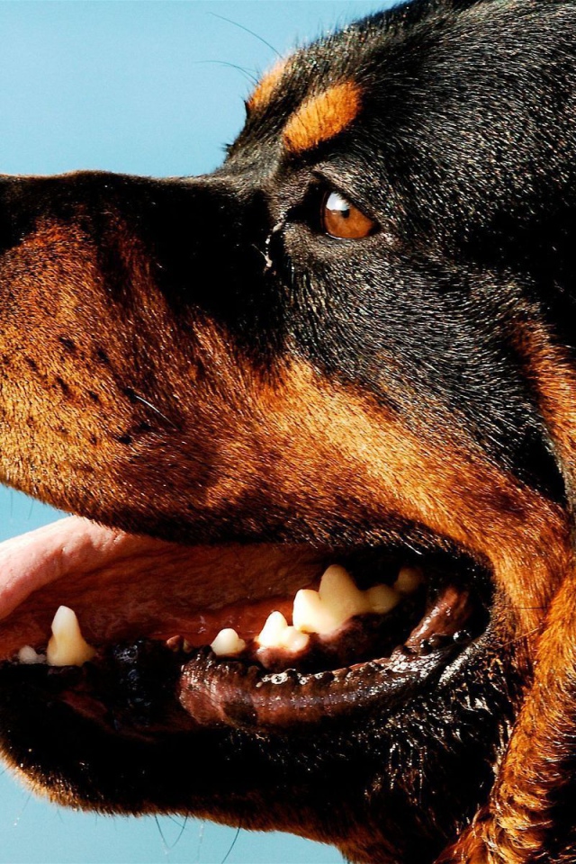 Ротвейлер на фоне неба