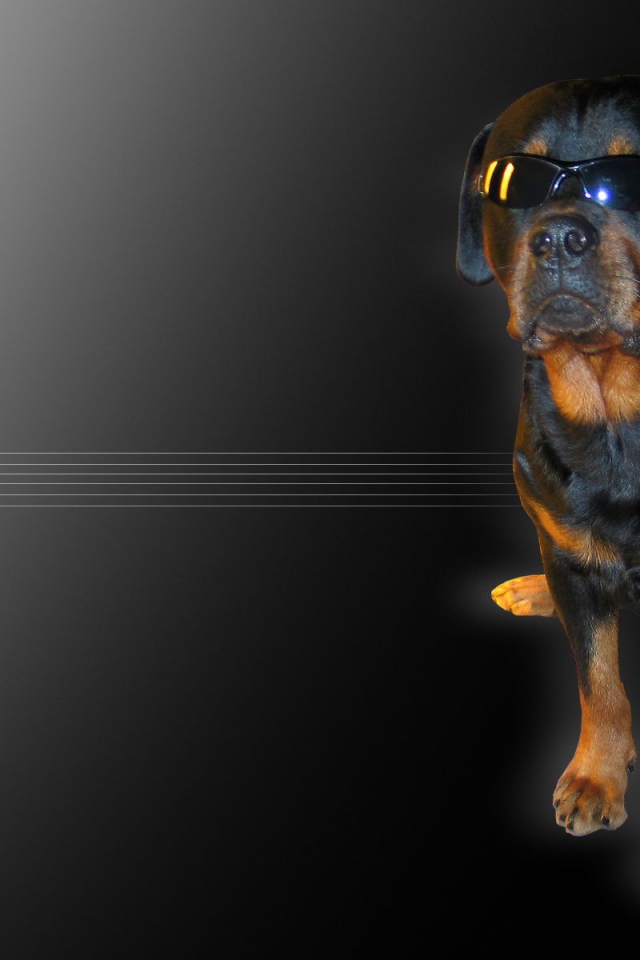 Ротвейлер в очках