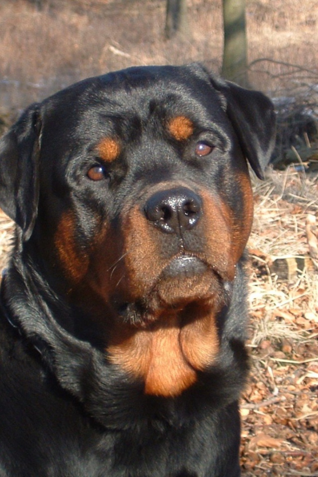 Ротвейлер в лесу