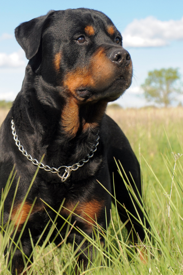 Ротвейлер в траве
