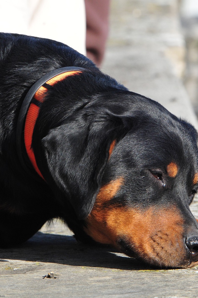 Ротвейлер смотрит прищурившись