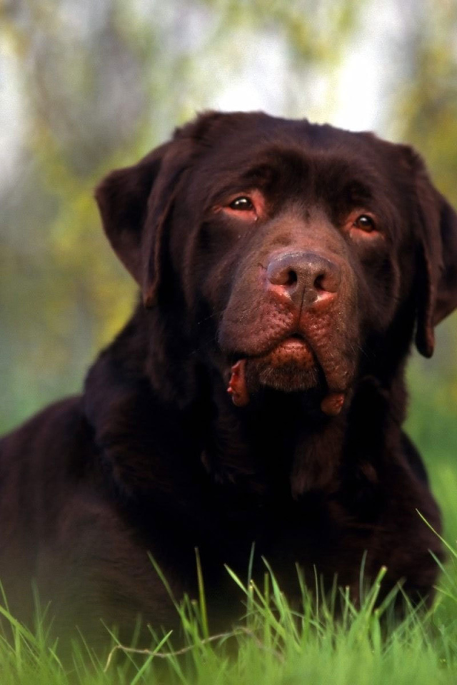 Ротвейлер лежит на поляне