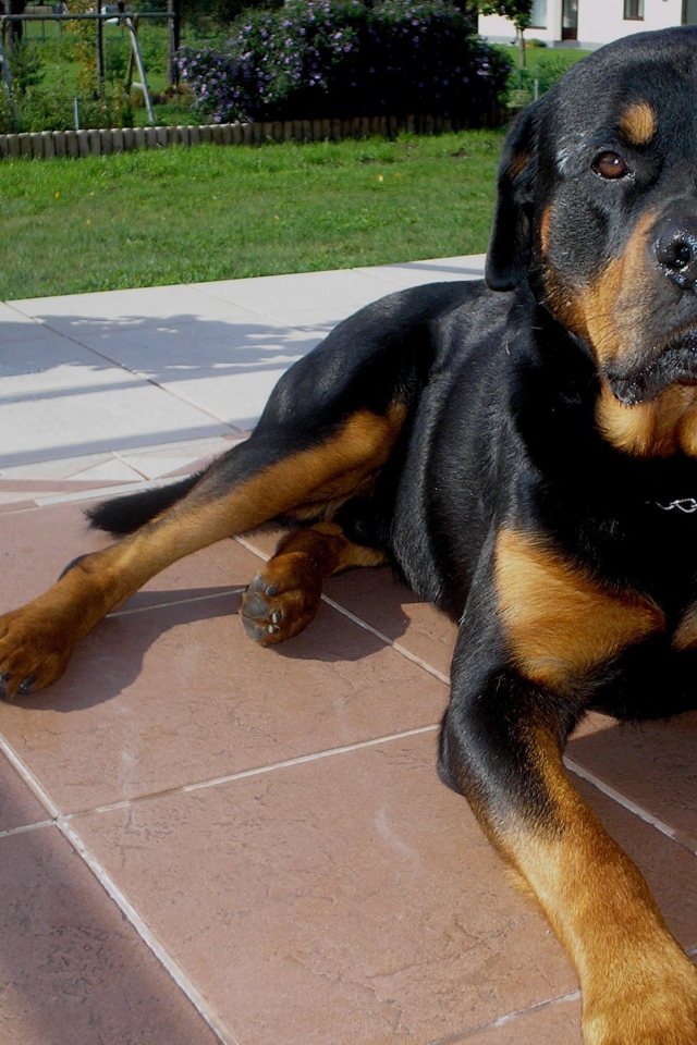 Ротвейлер лежит на крыльце