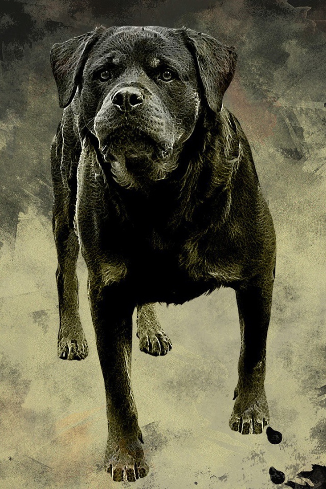 Ротвейлер на сером фоне