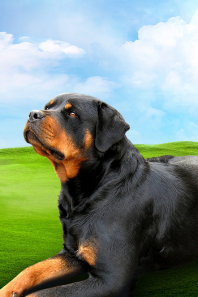 Ротвейлер на зеленом поле