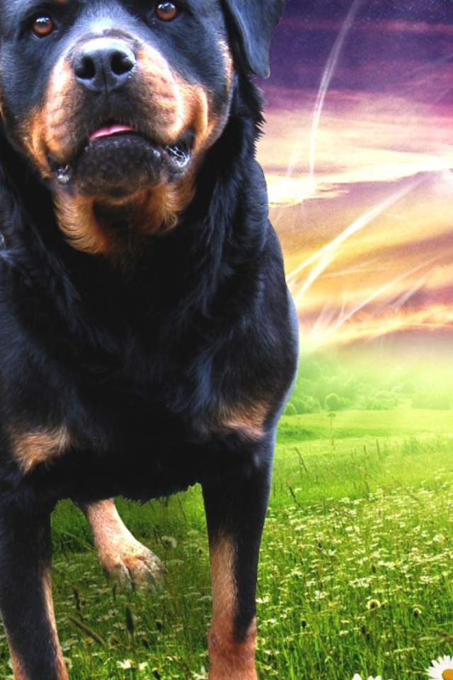 Rottweiler on the background radiance