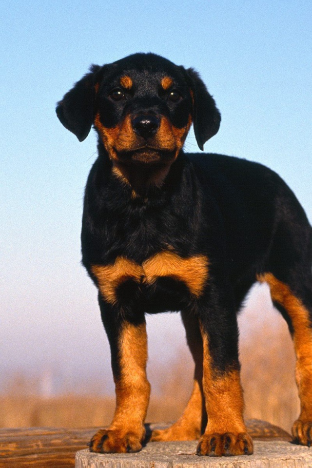 Rottweiler puppy is standing on a tree stump