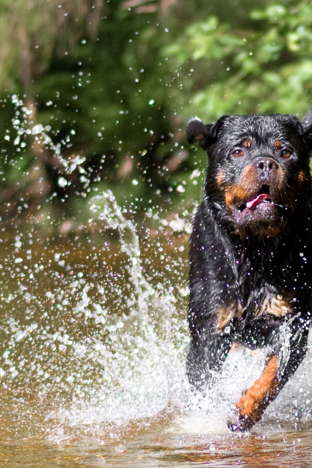 Ротвейлер бежит по воде