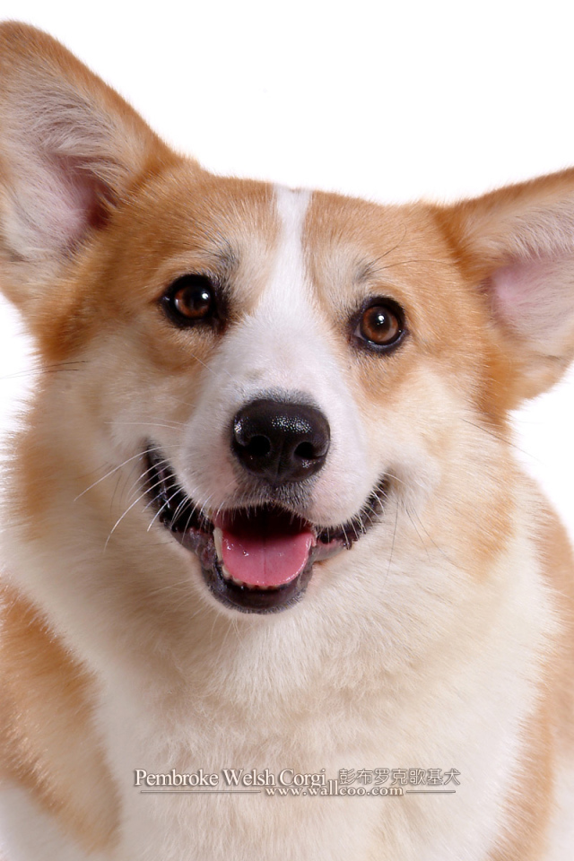 Королевский пес вельш-корги