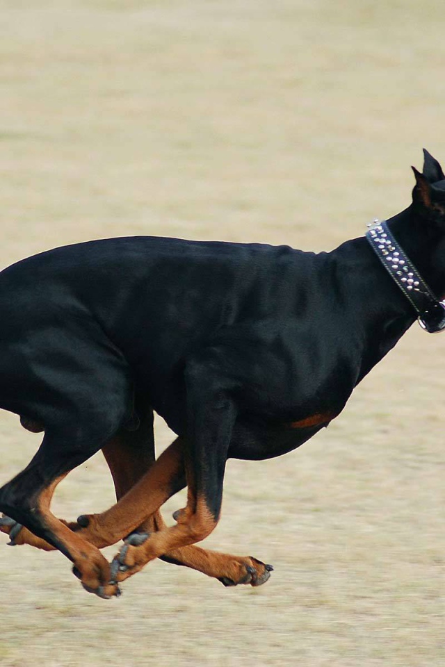 Бегущий доберман