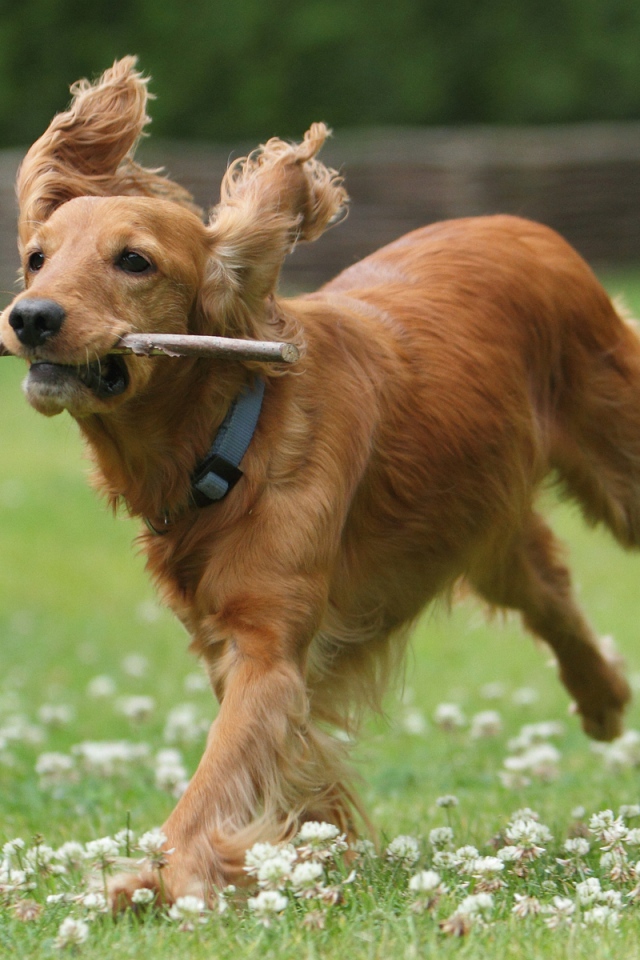 Бегущий английский спаниель