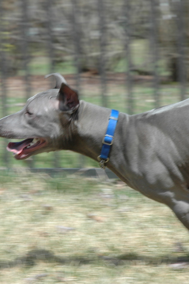 Бег тайского риджбека