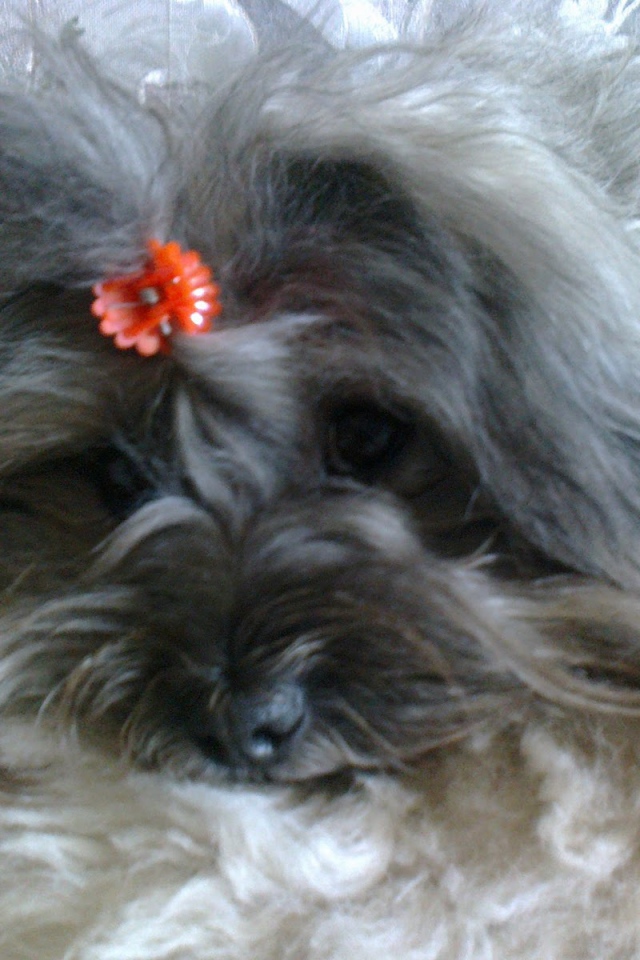 Русская цветная болонка