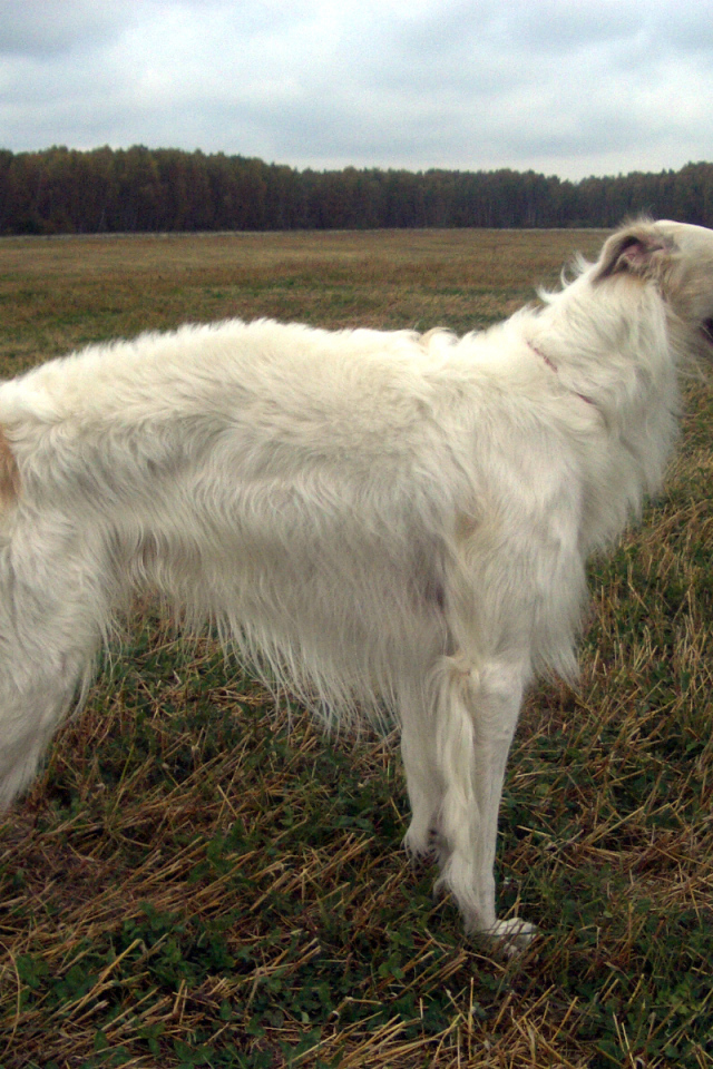 Русская борзая в поле