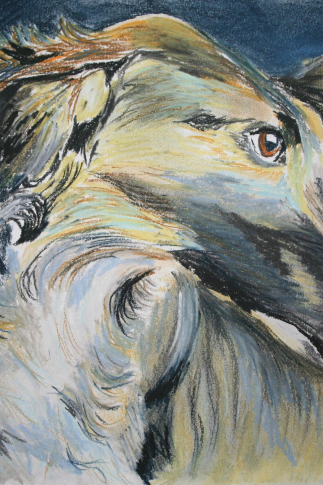 Русская борзая на рисунке