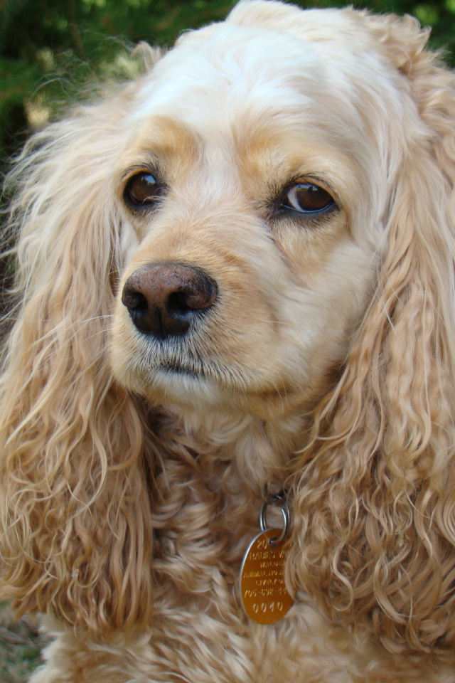 Грустный американский кокер спаниель