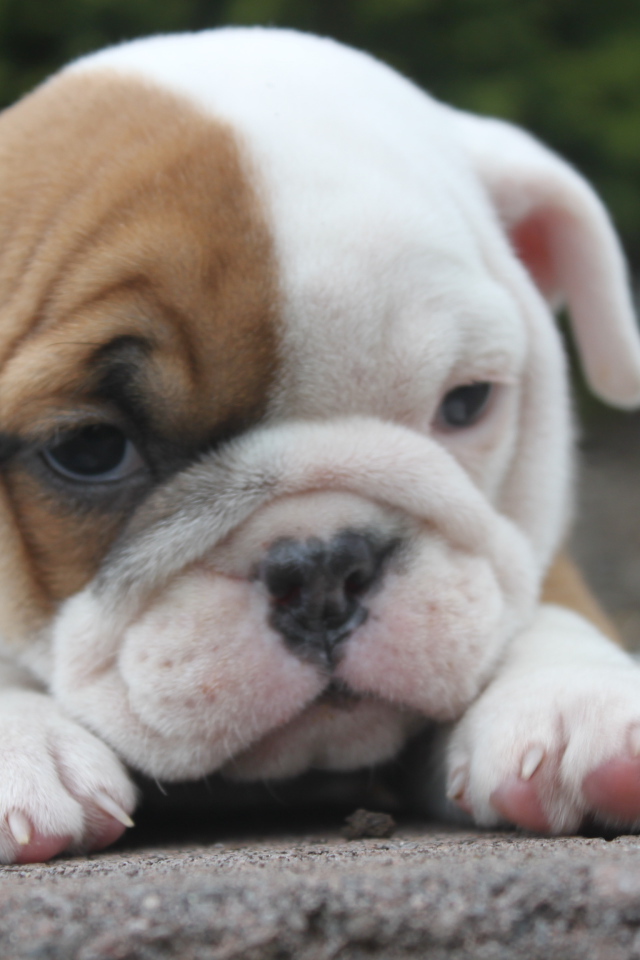 Грустный щенок английского бульдога