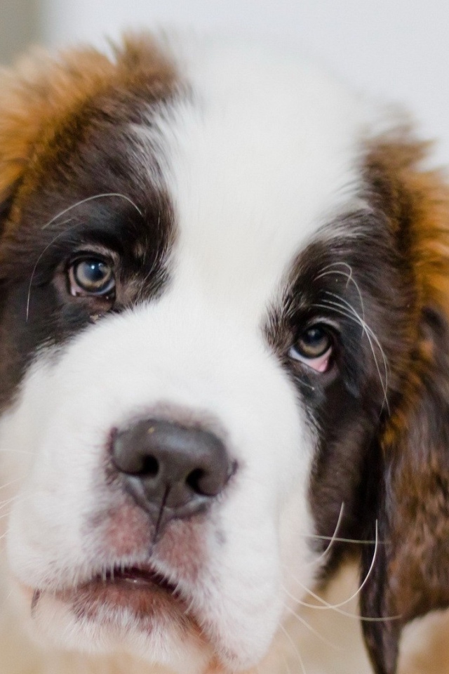 Грустный щенок сенбернара