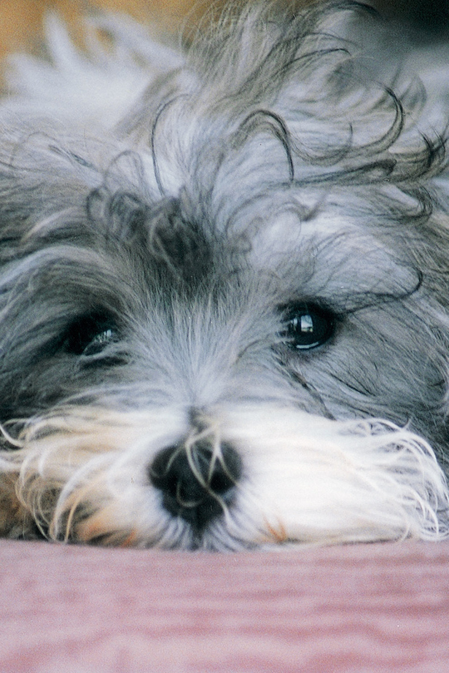 Грустная русская болонка