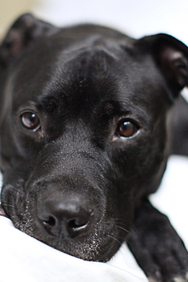 Грустный черный питбуль