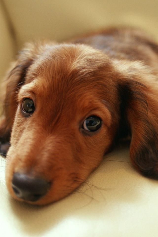 Грустная такса лежит на диване