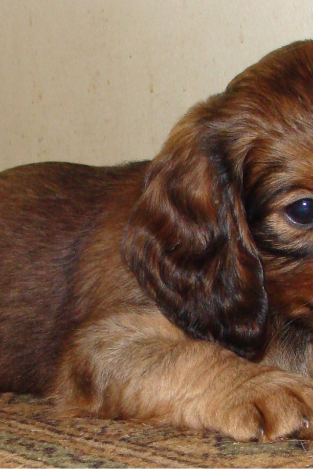 Грустный щенок таксы