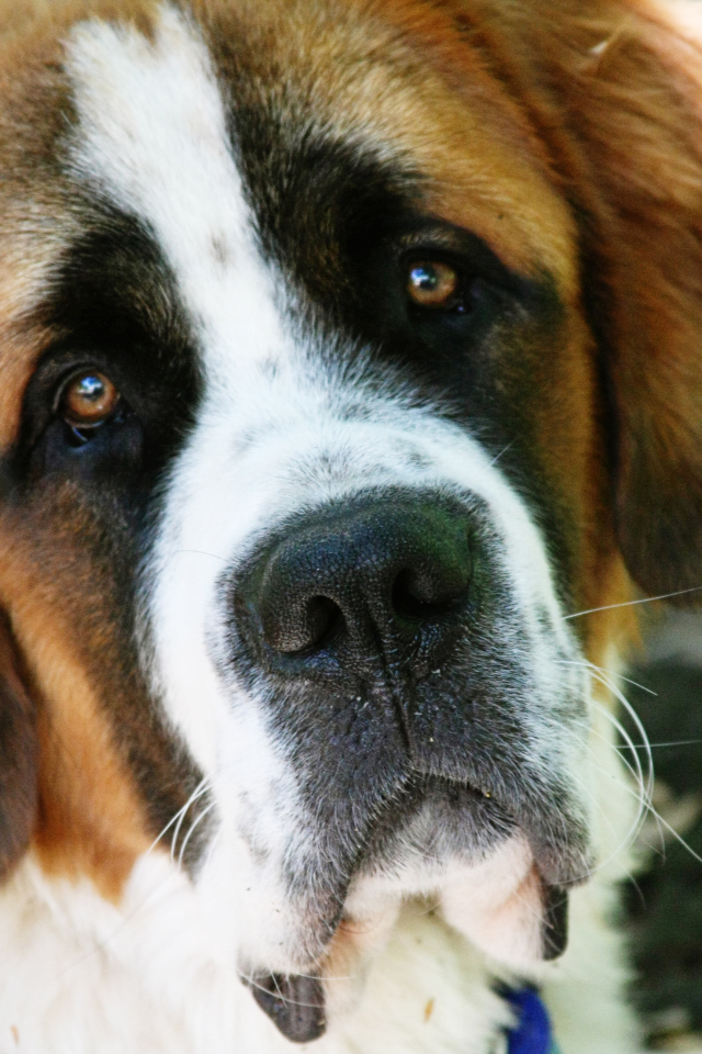 Грустная собака сенбернар