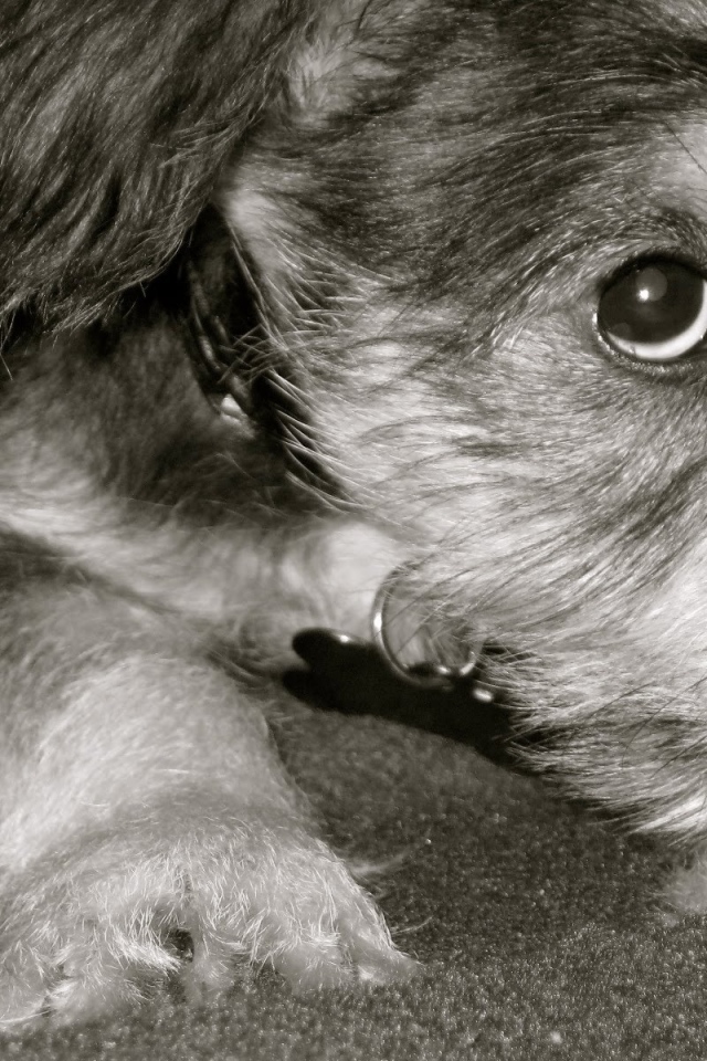 Грустная собака шнауцер