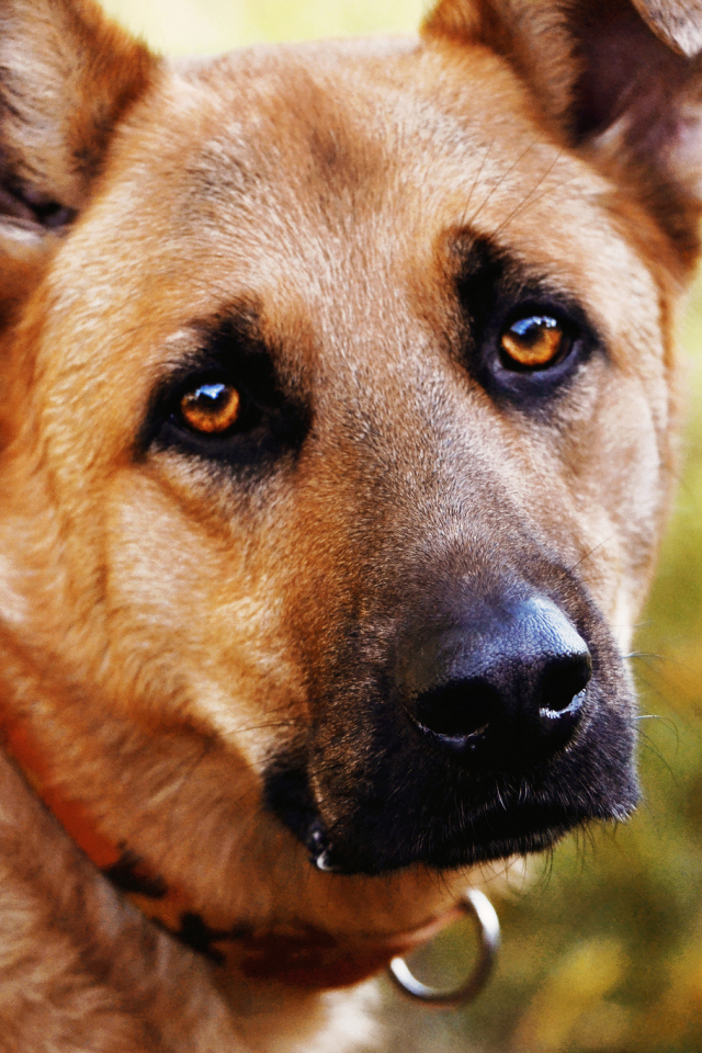 Грустный взгляд собаки