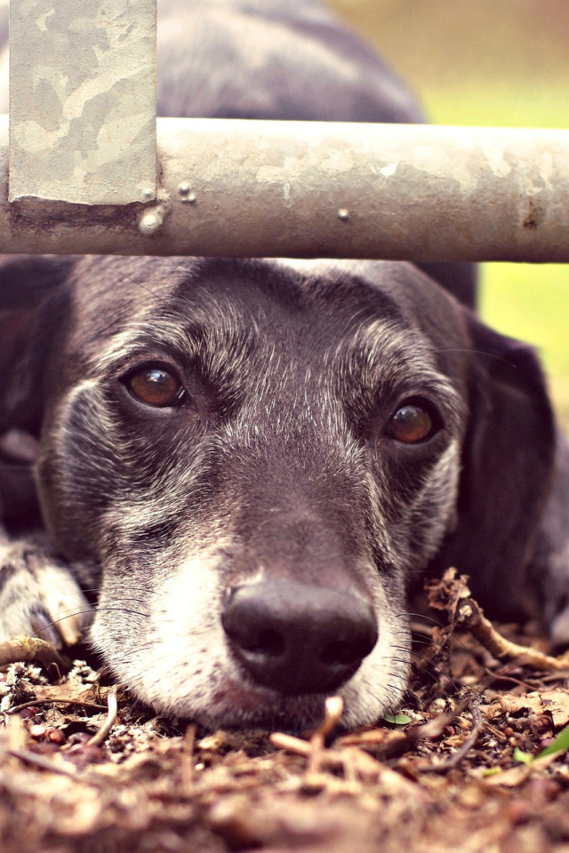Грустный взгляд собаки