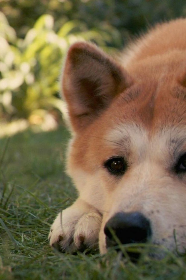 Грустная лайка лежит на траве