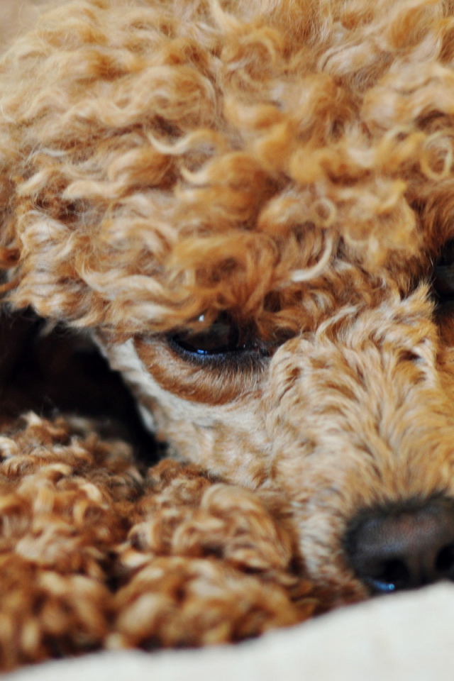 Грустный пудель лежит