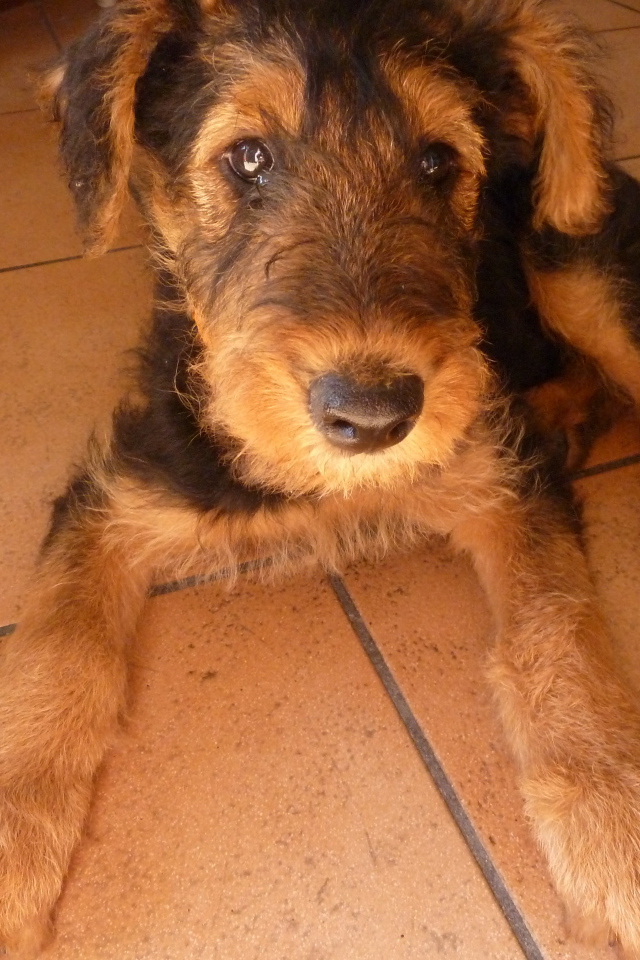 Грустный щенок эрдельтерьера