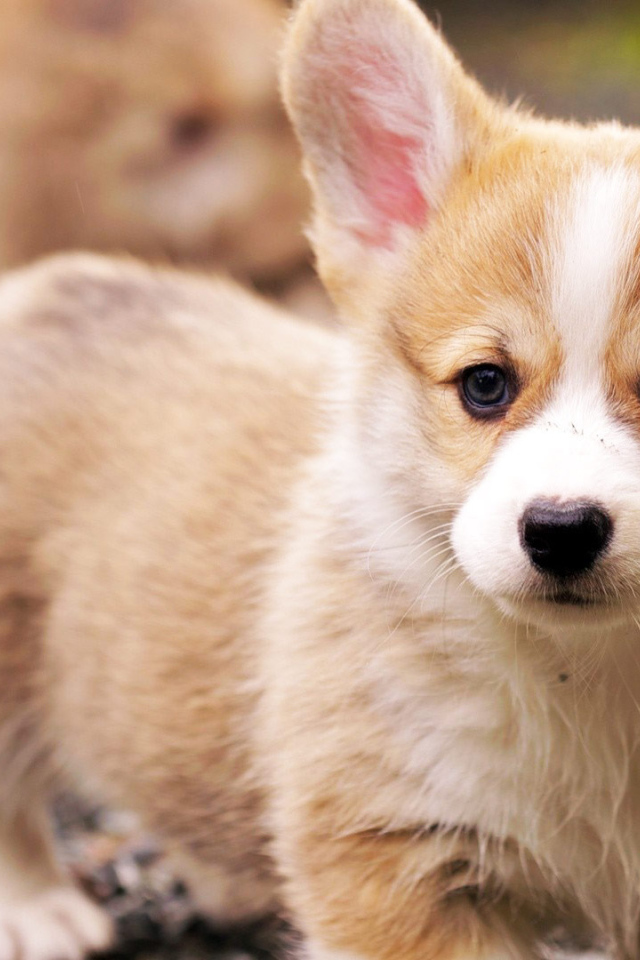 Грустный щенок вельш-корги