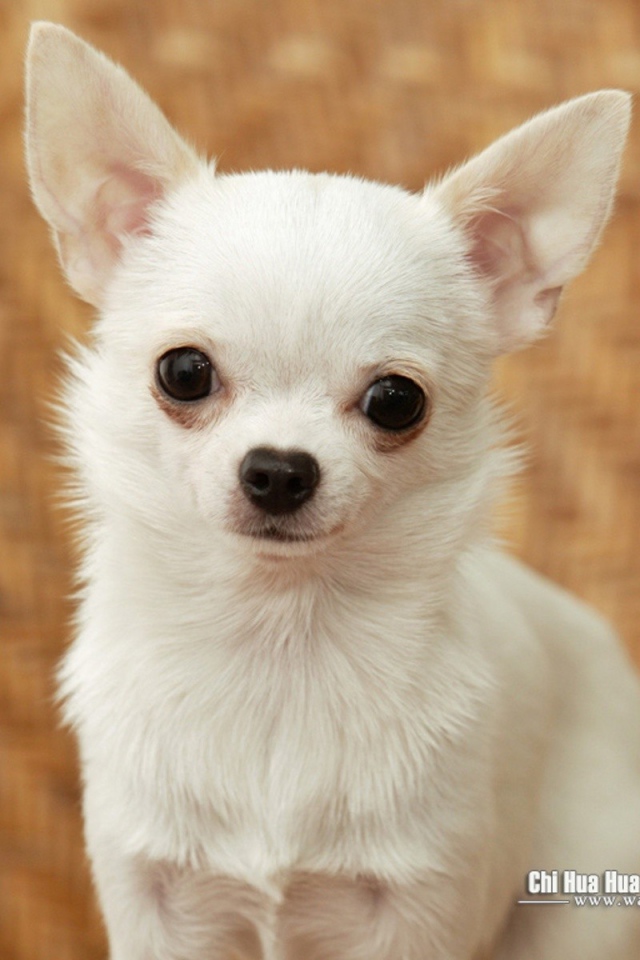 Грустный взгляд чихуахуа