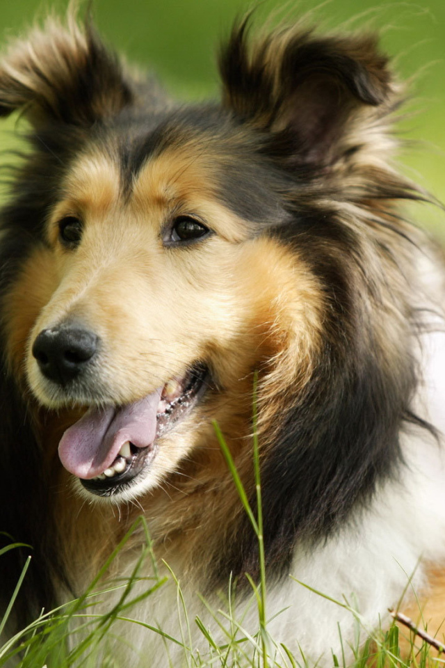 Грустный взгляд колли