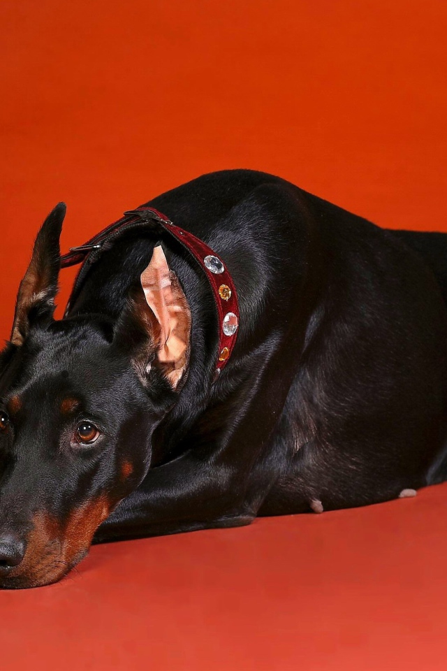 Грустный взгляд добермана