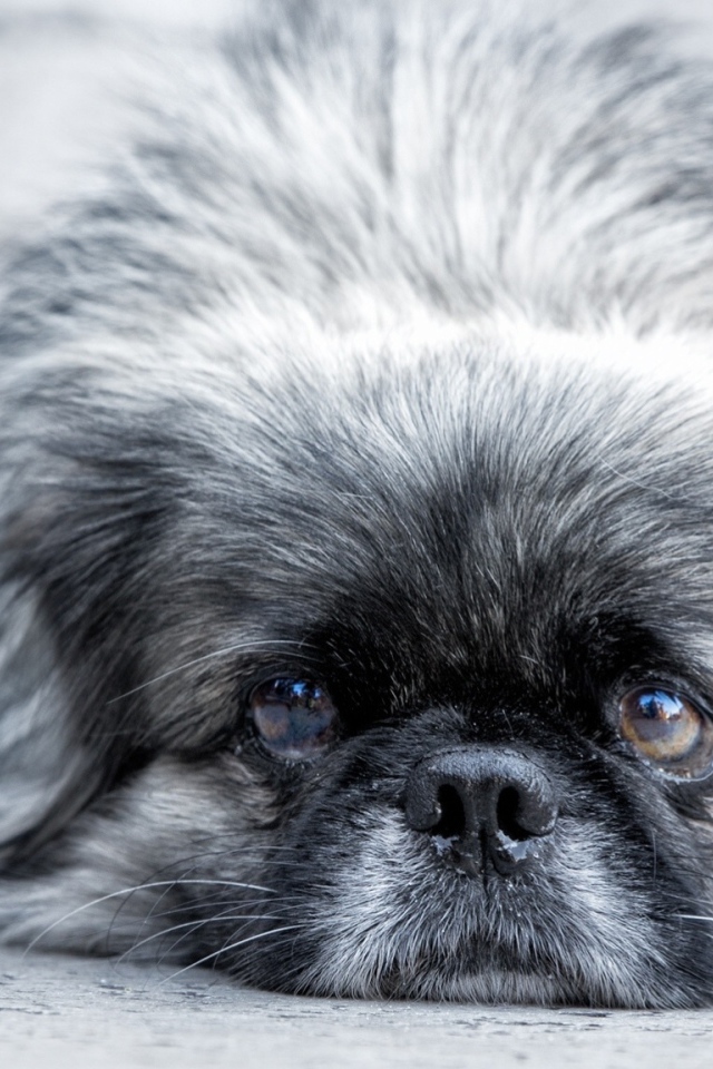 Грустный взгляд пекинеса