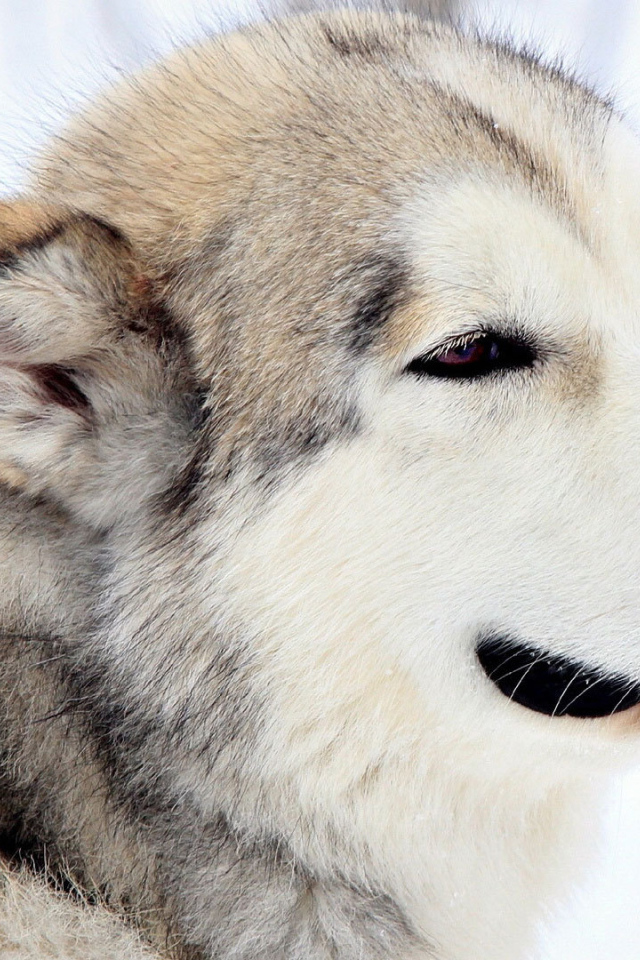 Грустный взгляд лайки