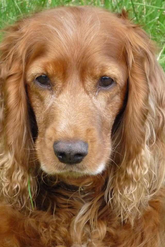 Грустный спаниель в траве