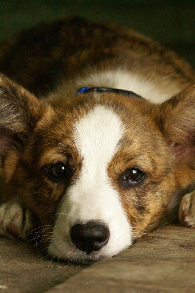 Грустный вельш-корги