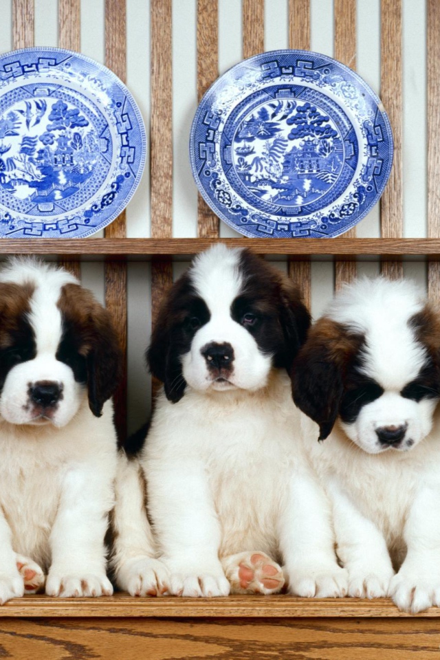 Семья щенков сенбернара