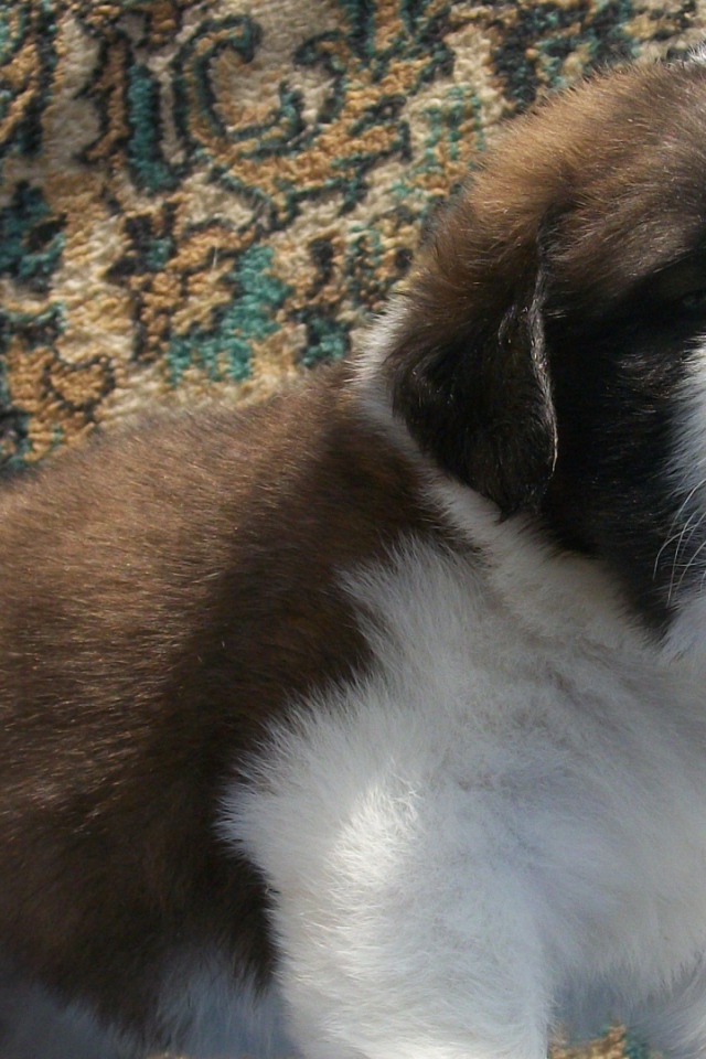 Щенок сенбернара на фоне ковра