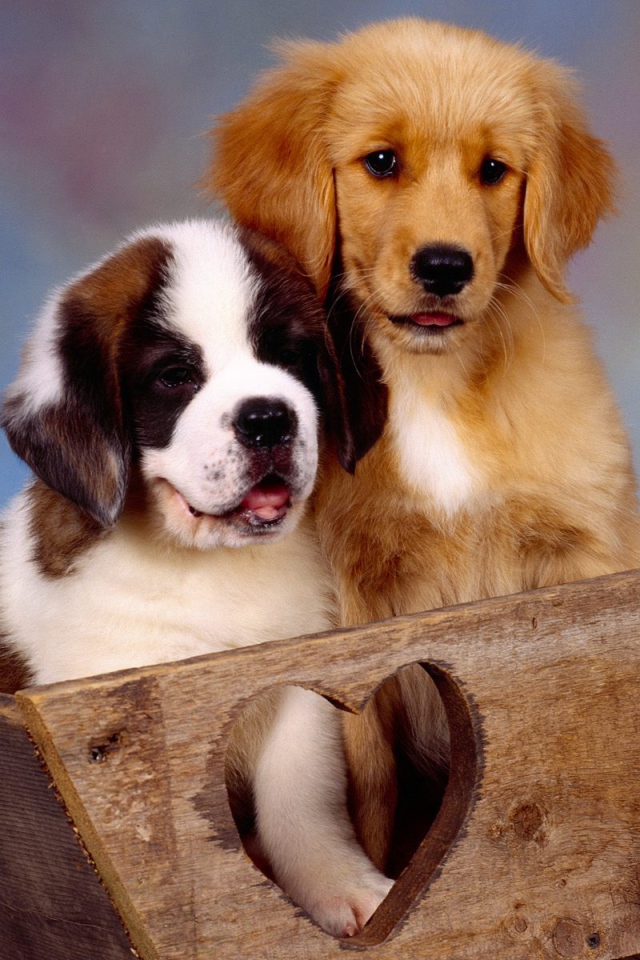 Щенок сенбернара в ящике