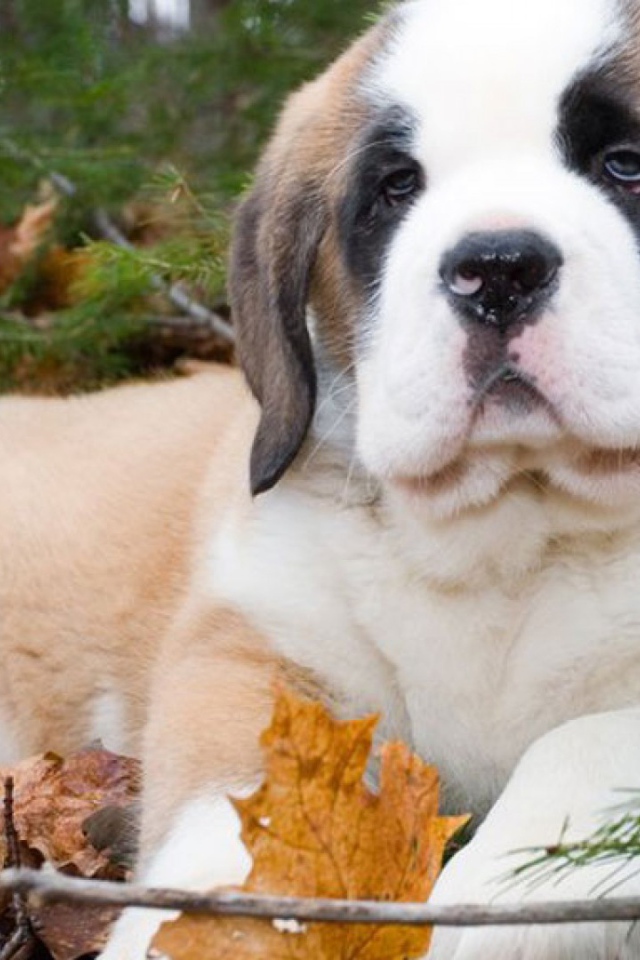 Щенок сенбернара в лесу