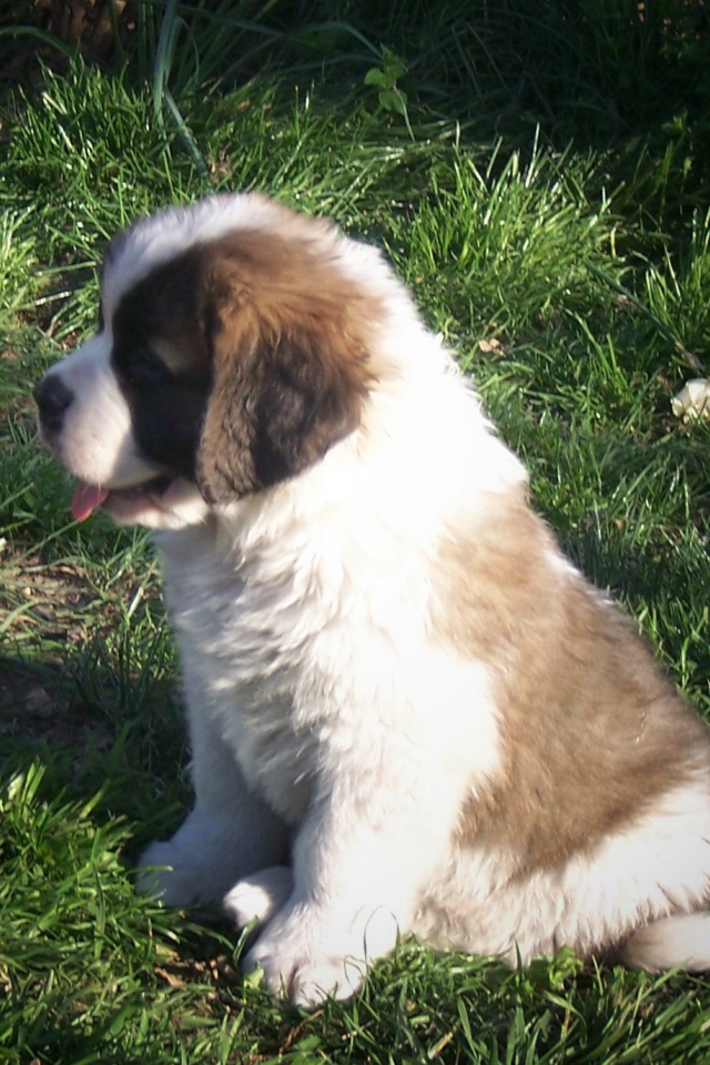 Щенок сенбернара на траве