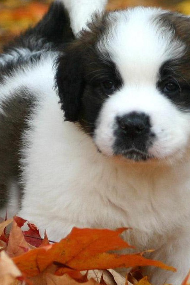Щенок сенбернара в листьях