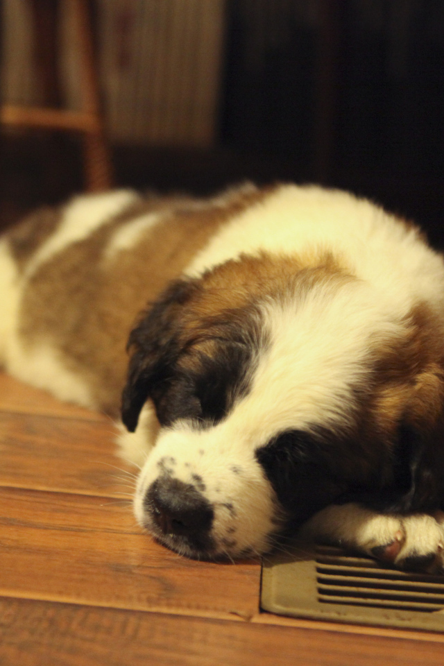 Щенок сенбернара спит